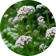 Dahurische engelwortel