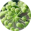 Smeerwortel