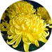 Chrysant
