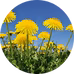 Paardenbloem